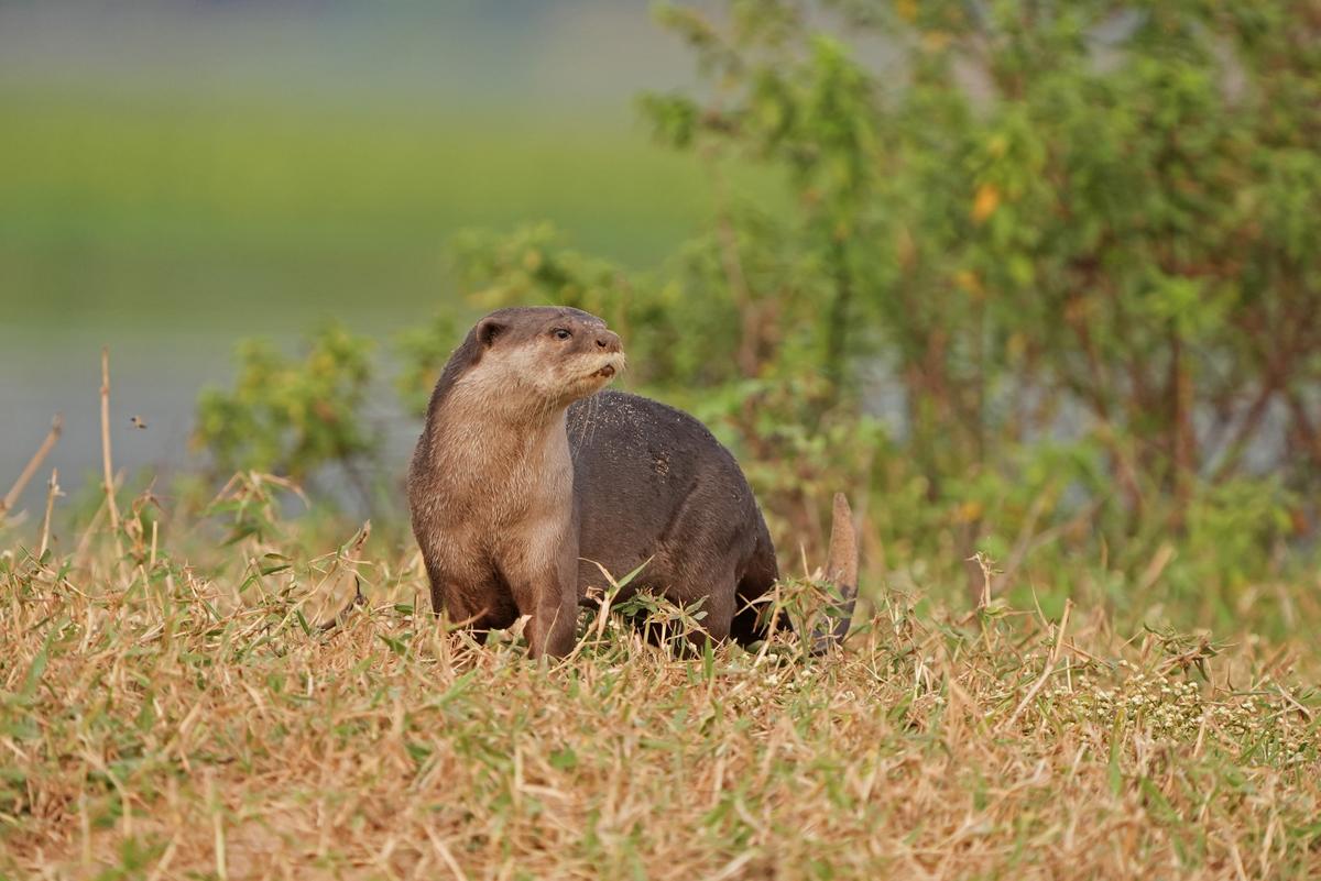 Otters aren’t easily spotted because they are  shy and sensitive