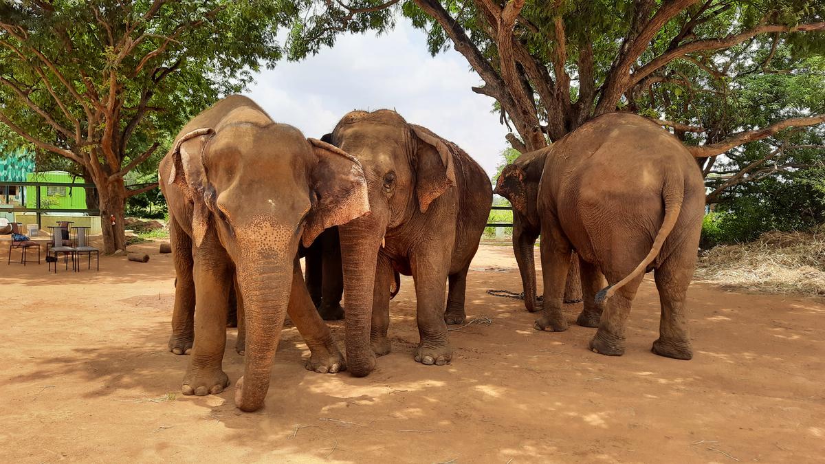 Karnataka’s first elephant care facility tells trumpeting tales of resilience
Premium