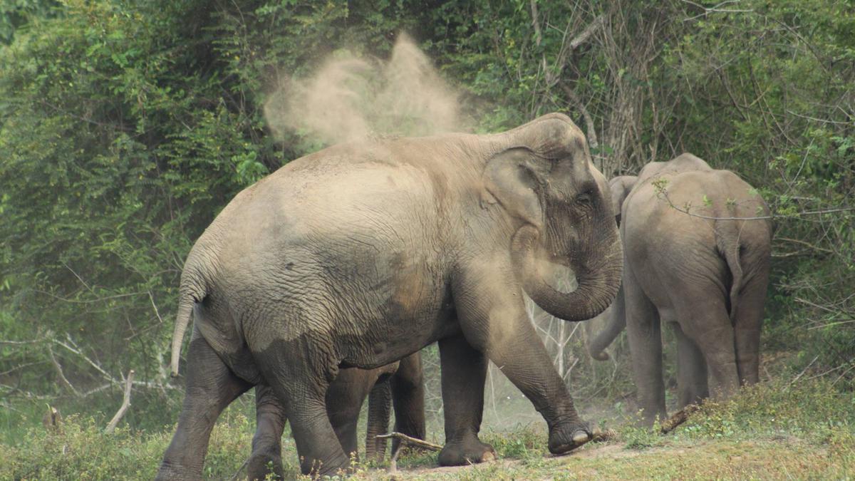 Putting Bannerghatta on the elephant conservation map