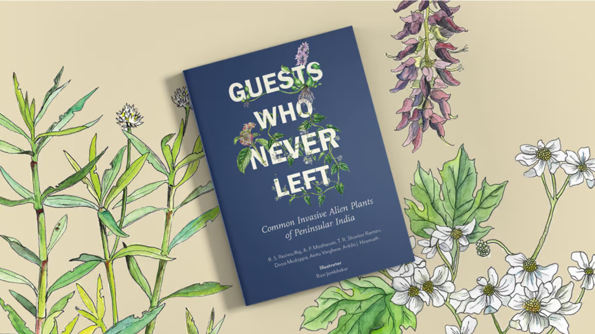 Guests Who Never Left: A guide to the green invaders around us