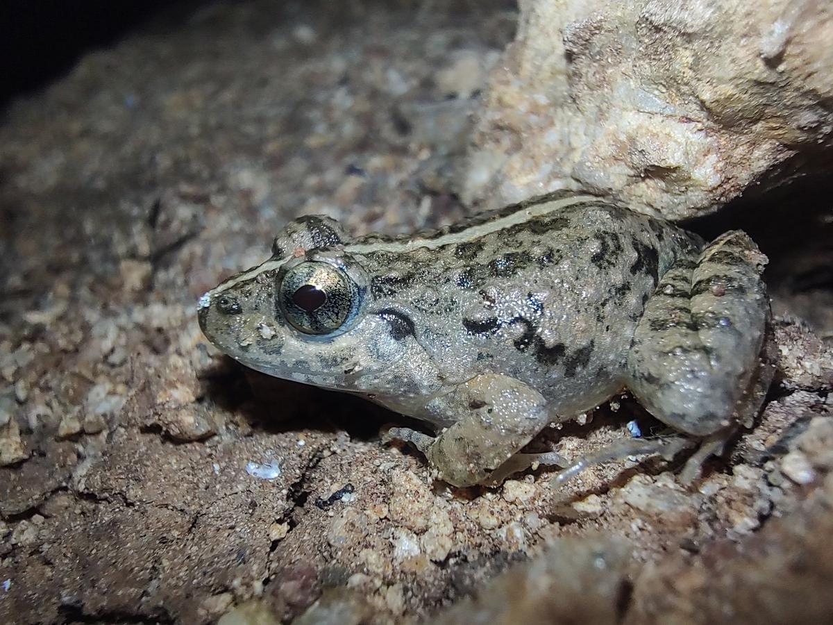 Indian Cricket Frog spotted at Doddasaggere Botanical Park in Tumakuru district of Karnataka.