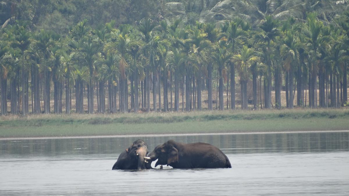 Understanding the frontier elephants