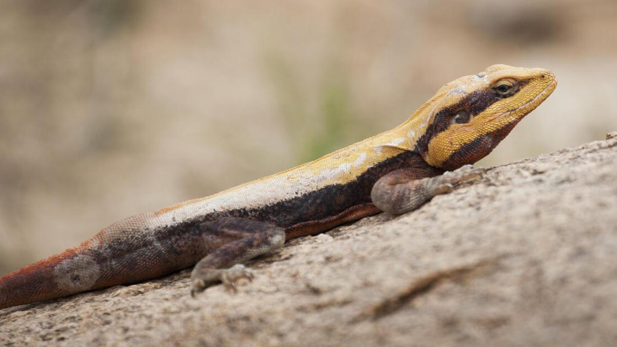 At bedtime, city lizards seek spots that mimic natural sites