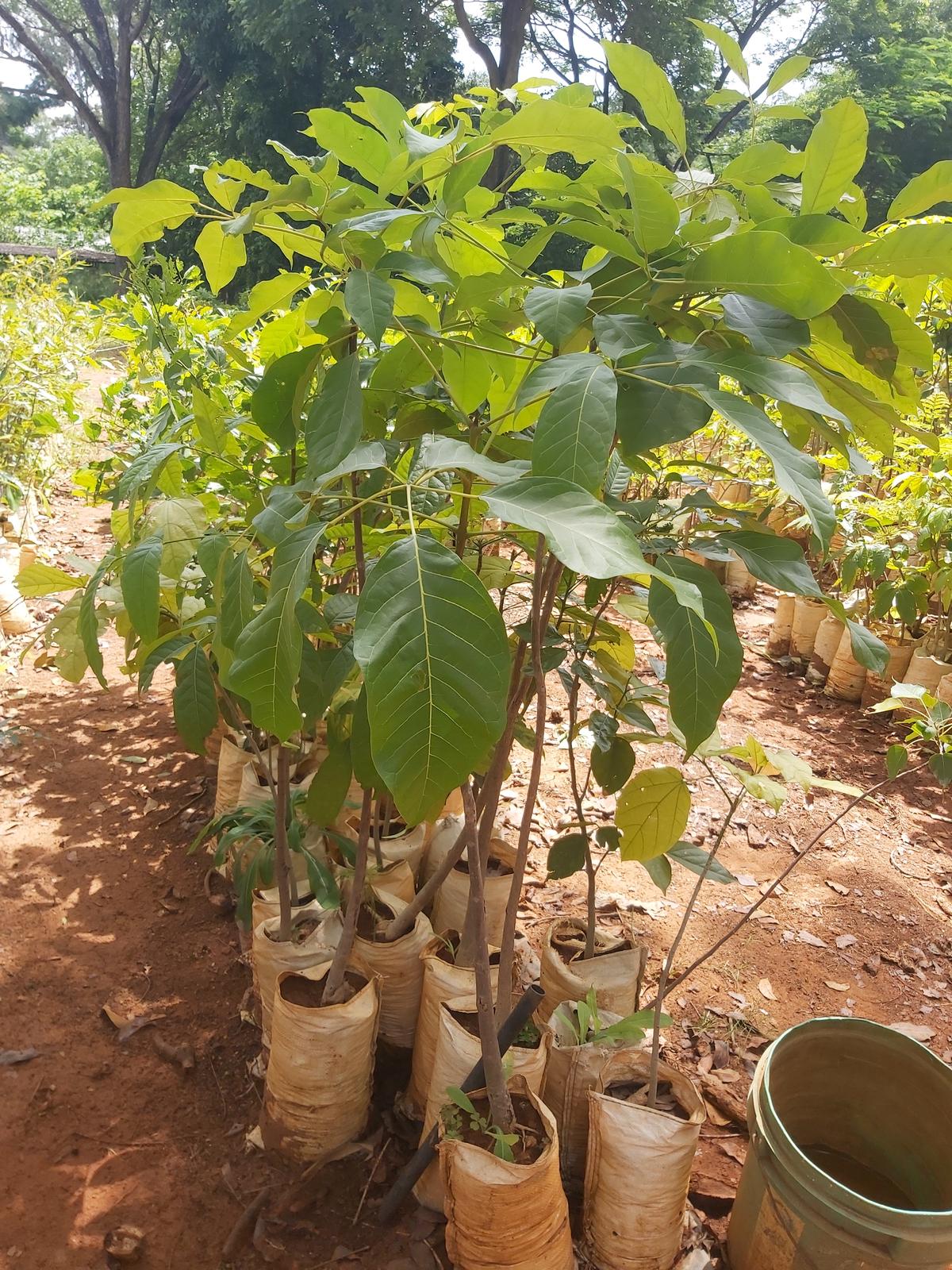 Saplings at the government nursery in Hebbal