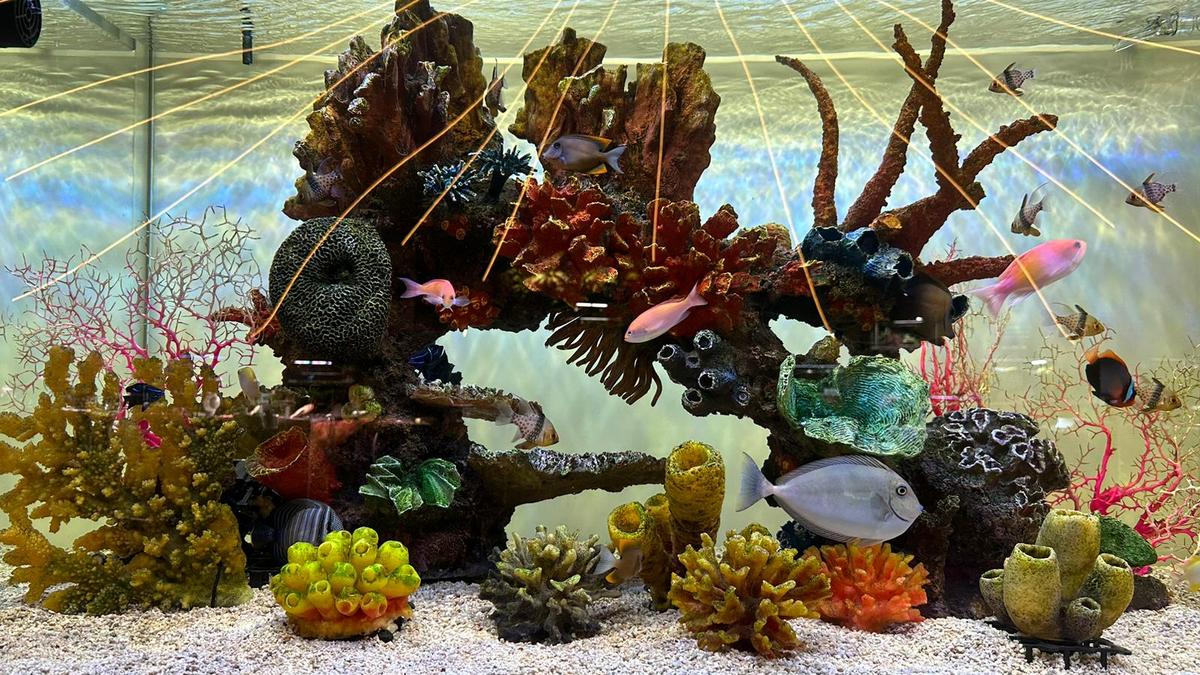 Curious about what is under water: Visit Namma Bengaluru Aquarium