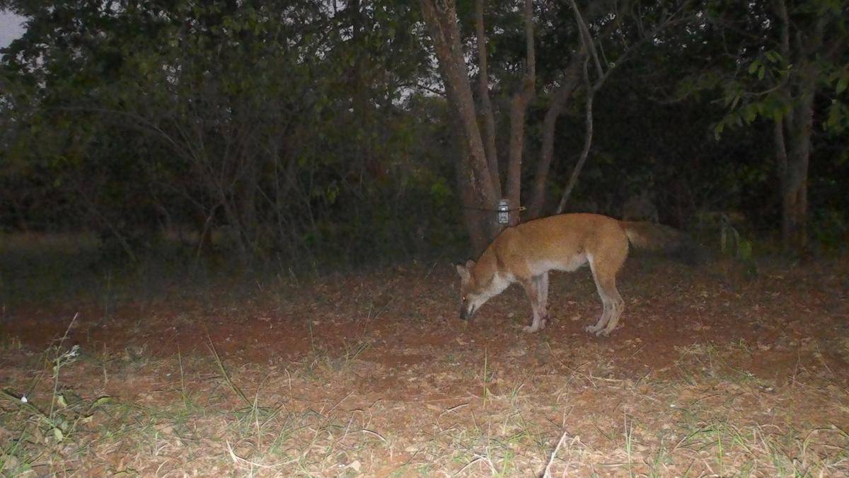 Scientists carry out first-ever documentation of dholes in Kalyana-Karnataka