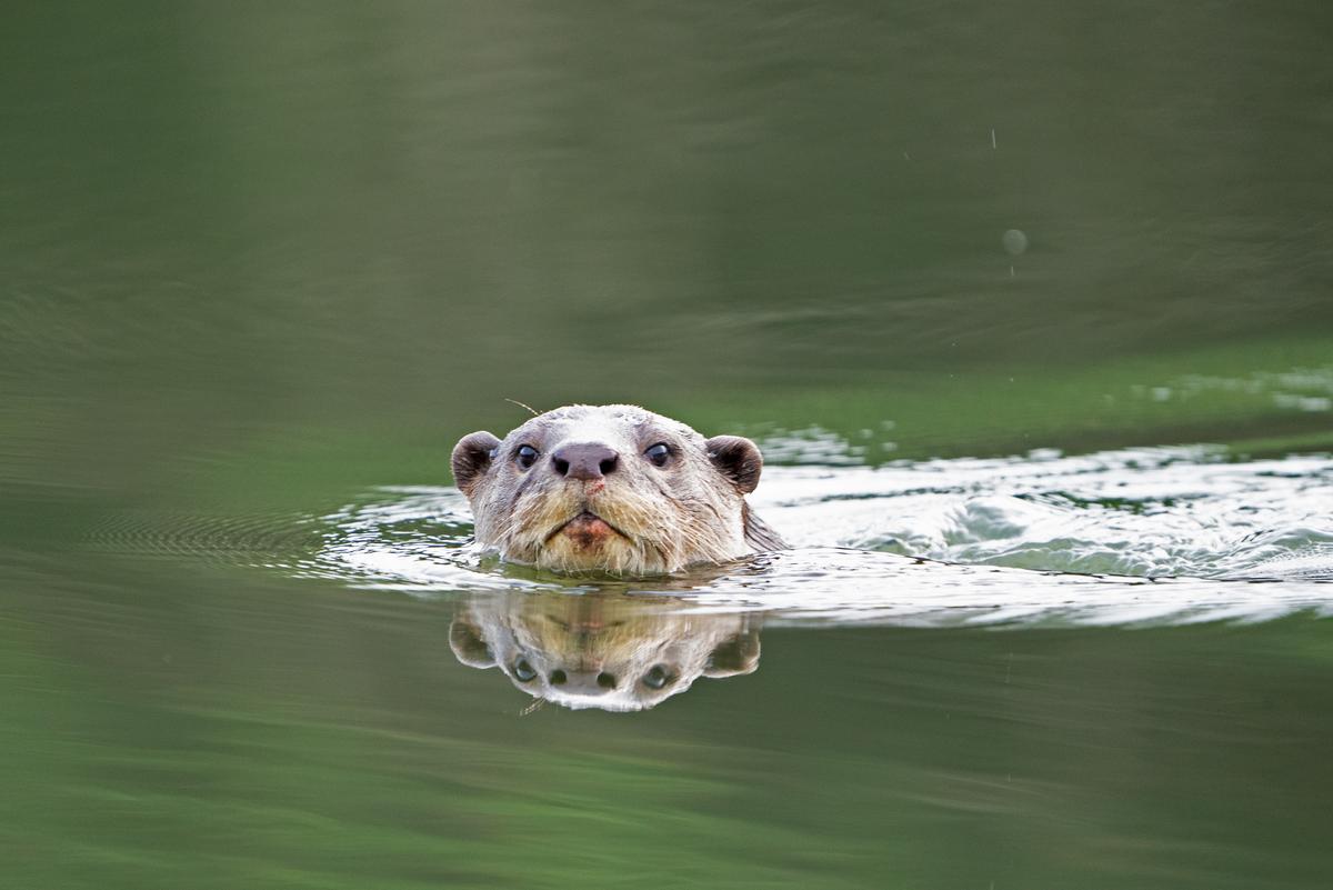 Otters’ movement patterns depend on many things Otters’ movement patterns depend on many things