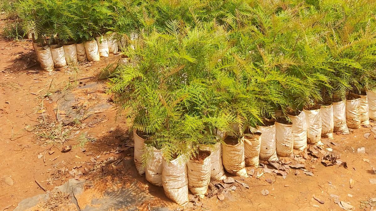 Head to a government nursery in Bengaluru to add to your greenery