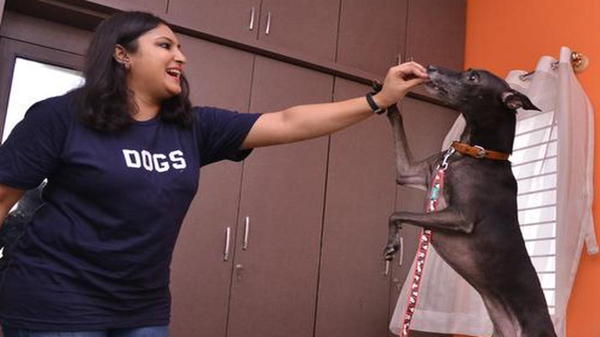 Pandemic effect rehoming of pets on the rise in Bengaluru The Hindu