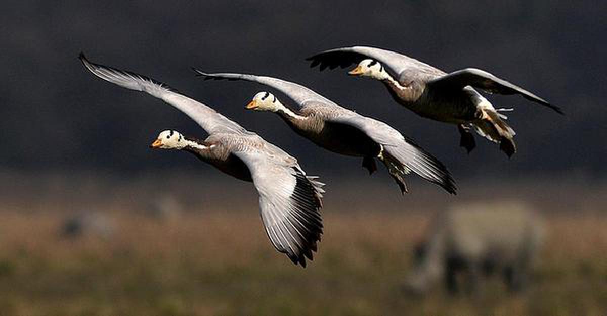 Migratory birds start arriving early at Kaziranga National Park