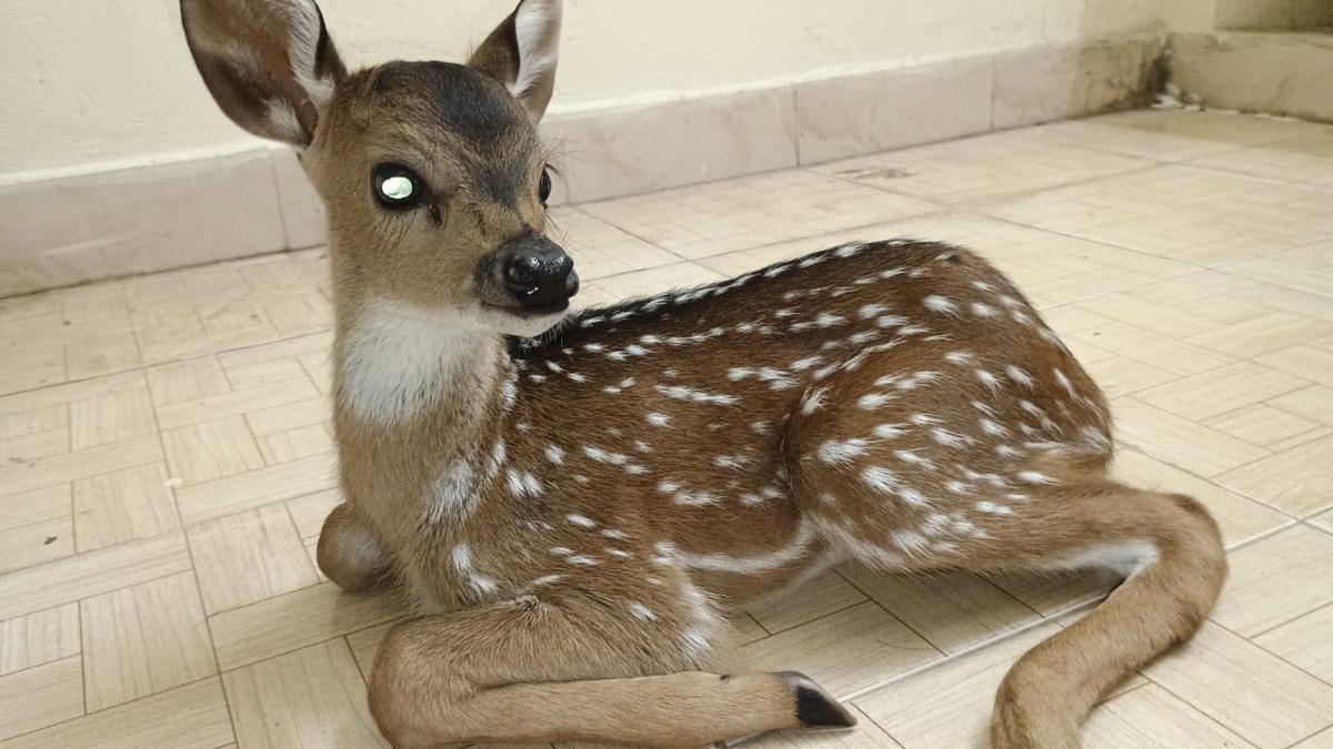 Infant spotted deer rescued near Ambur town