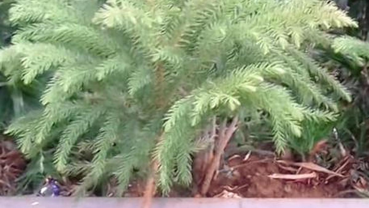 Horticulture department to sell onions, Christmastree saplings The Hindu