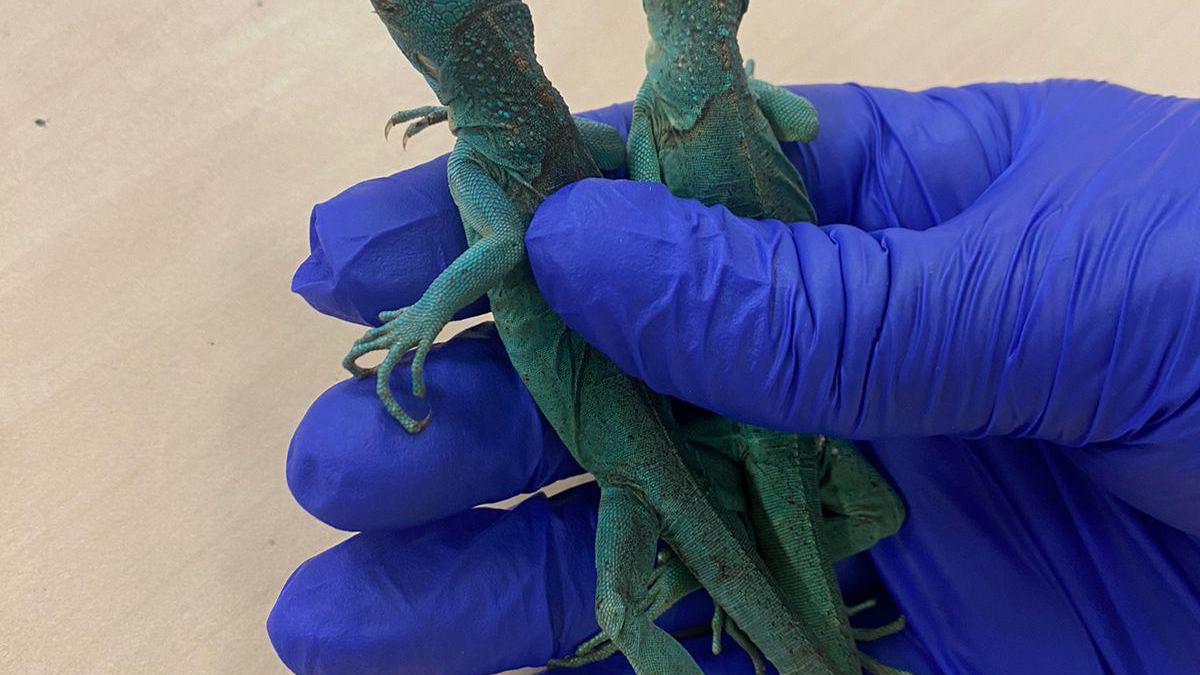 Chennai Customs arrest man for smuggling over 400 baby iguanas