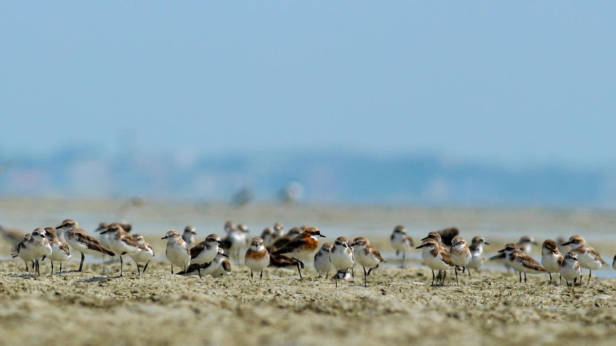 Study highlights decline in over-summering shorebirds along Ramanathapuram coast