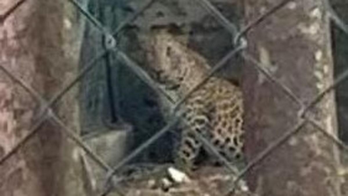 One person injured as leopard enters Tirupattur town