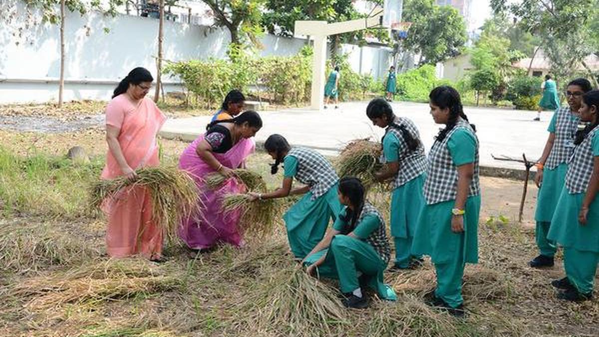 A Pongal harvest in heart of city The Hindu