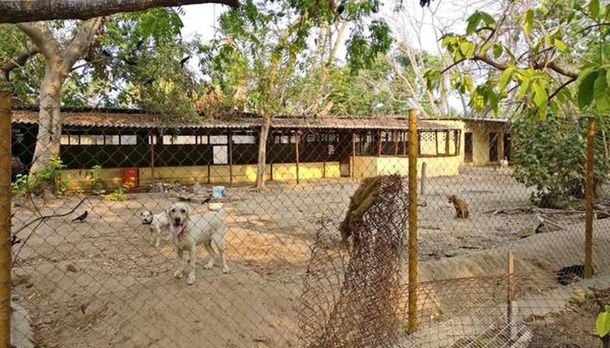 A pet project - The Hindu