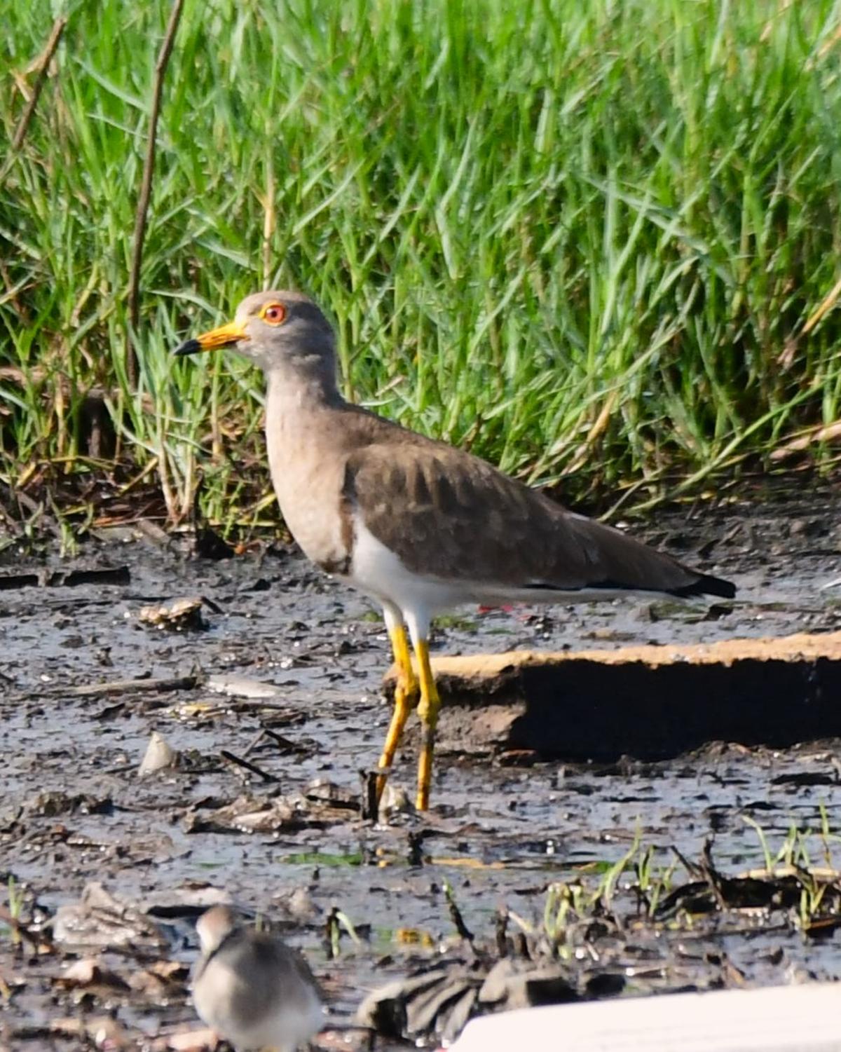 A grey-headed lapwing spotted in Pallikaranai.