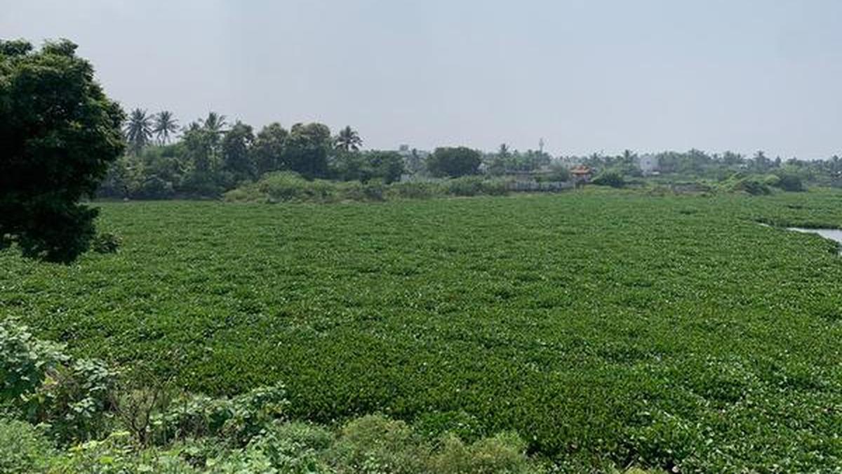 ‘Remove water hyacinths’ The Hindu