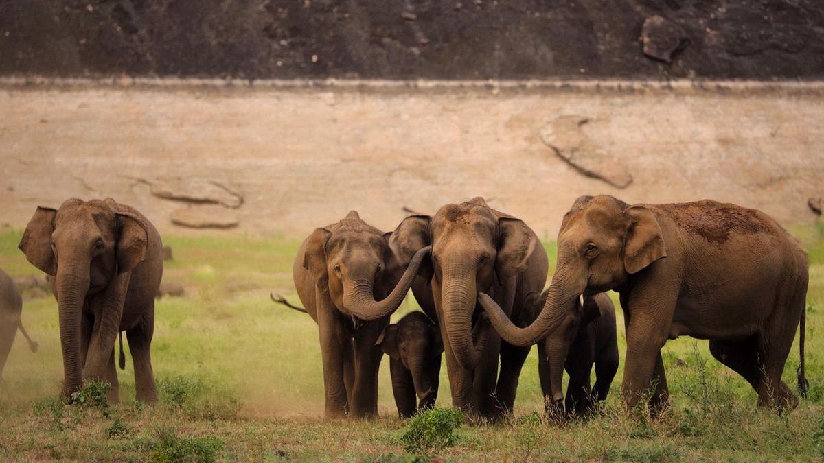 Tamil Nadu records 3,170 elephants in latest synchronised survey