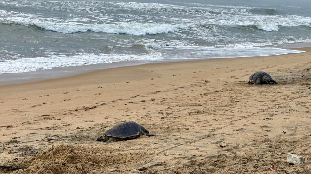 More Olive Ridley carcasses seen at ECR