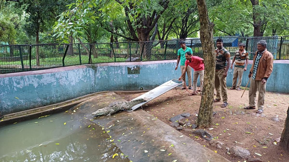 New arrivals to enthral visitors at Amirthi Park in Vellore