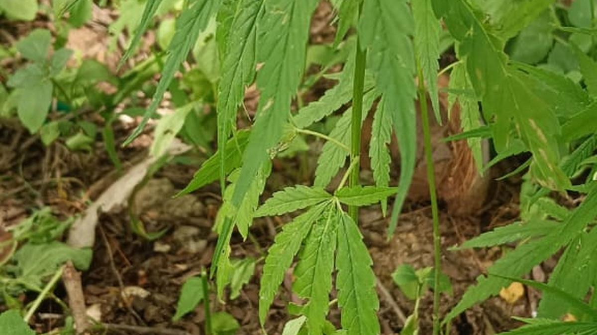 15 cannabis plants seized in Tirupattur