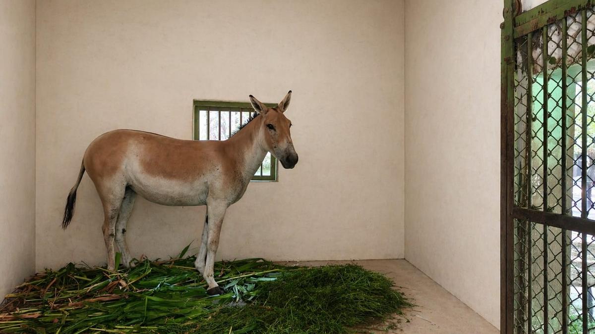 Female Asiatic wild donkey brought to Vandalur zoo under exchange programme