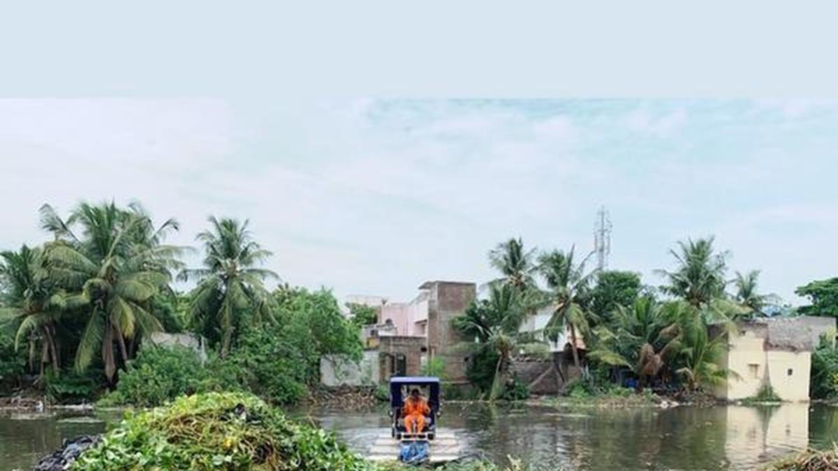 Weeds removed from Velachery Lake The Hindu