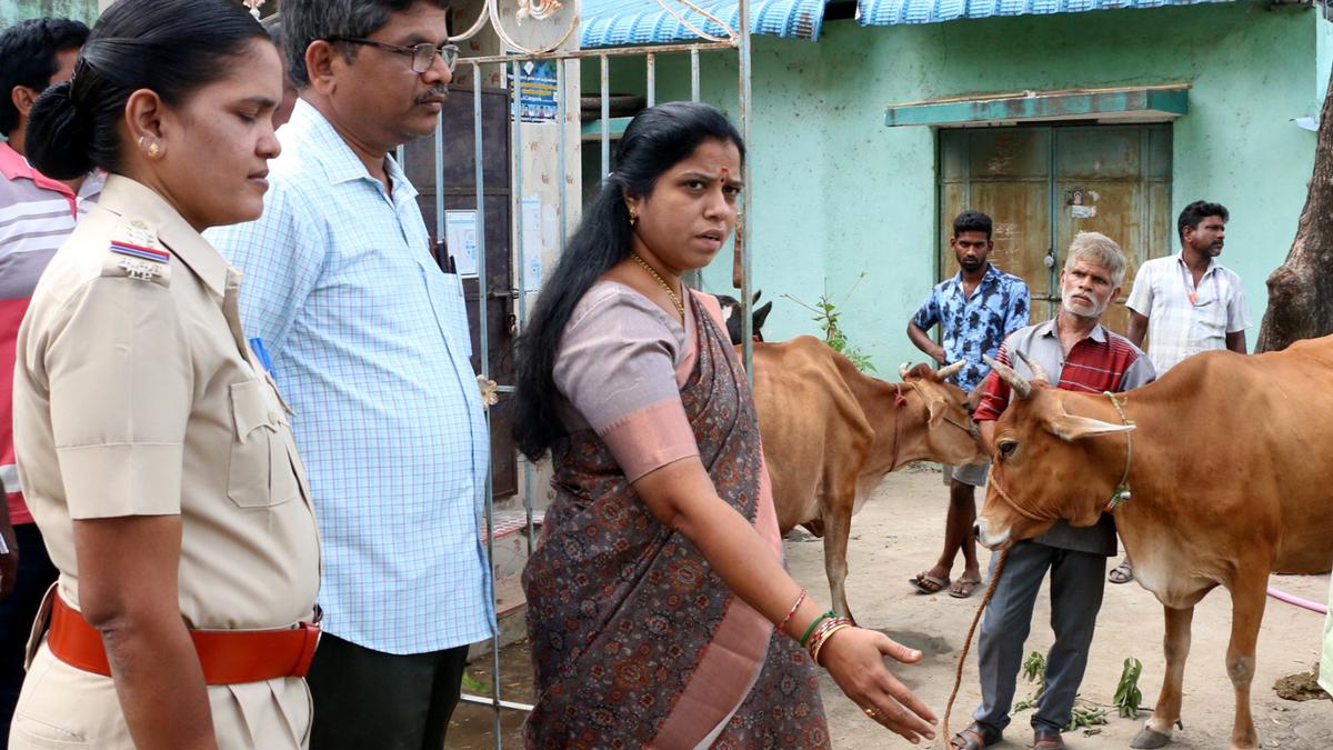 No room to shelter impounded stray cattle, say prison authorities