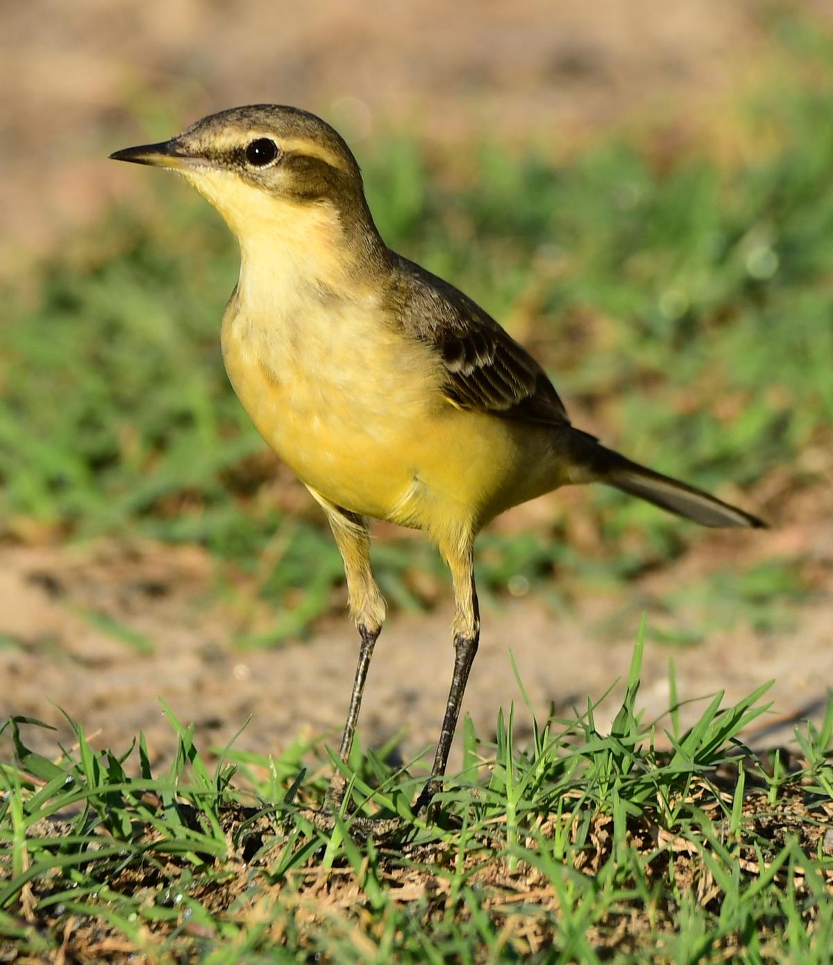 A yellow wagtail spotted in Pallikaranai.