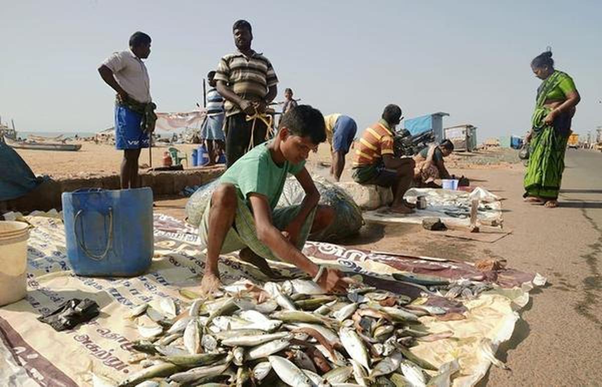 The best fish market in Chennai Nochi Kuppam vs Chintadripet Fish