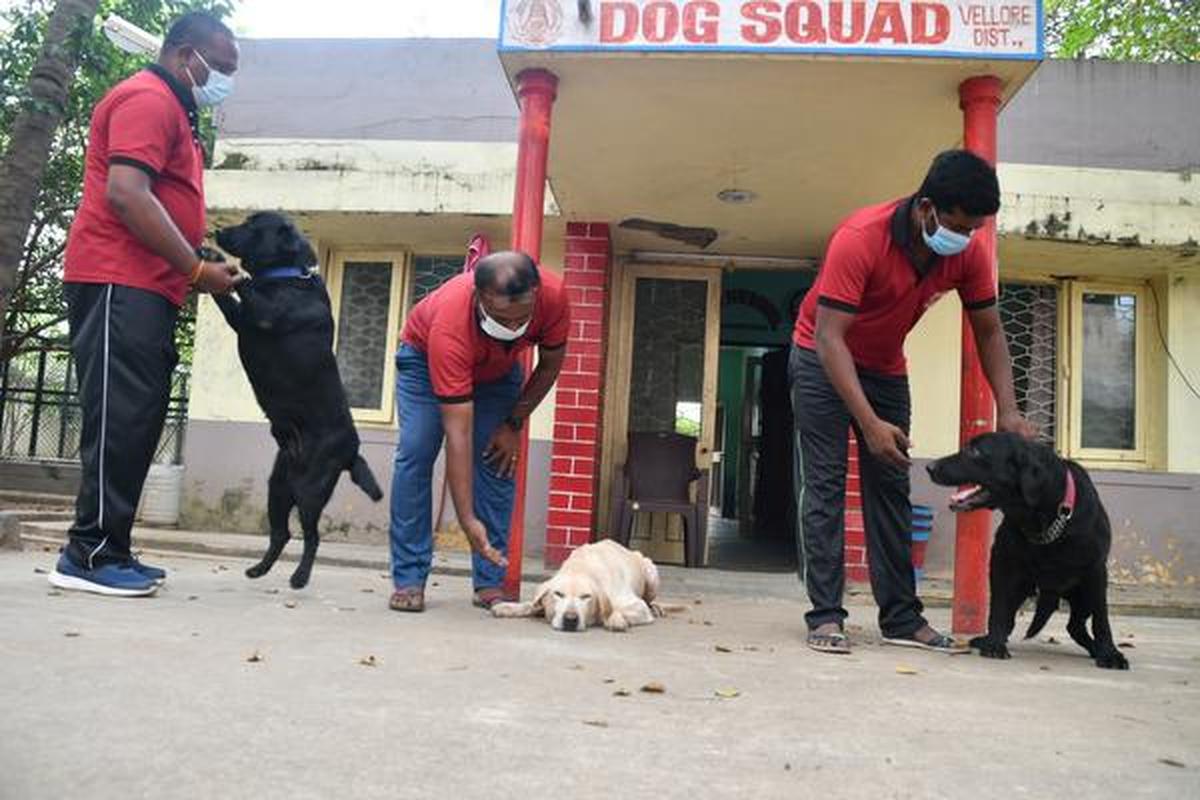 Can Police Dogs Smell Crack