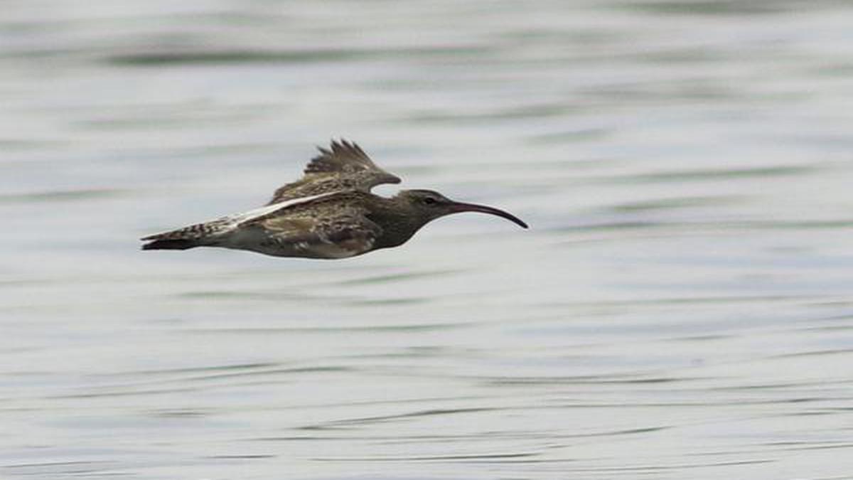 A beginner’s guide to birdwatching in Chennai