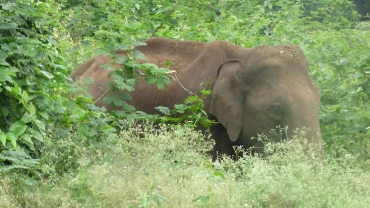 Forest Department warns residents of jumbo movement in Ambur 