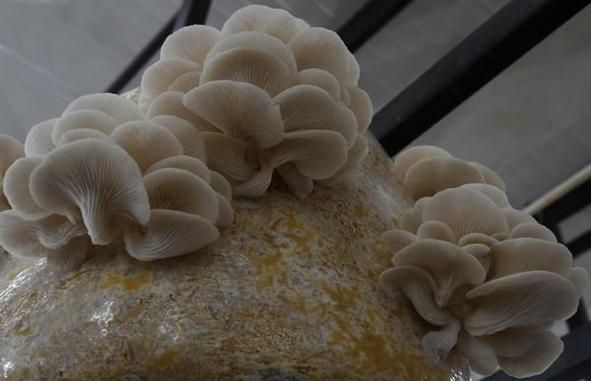 Hit by the COVID19 crisis, they see the oyster mushroom as a new