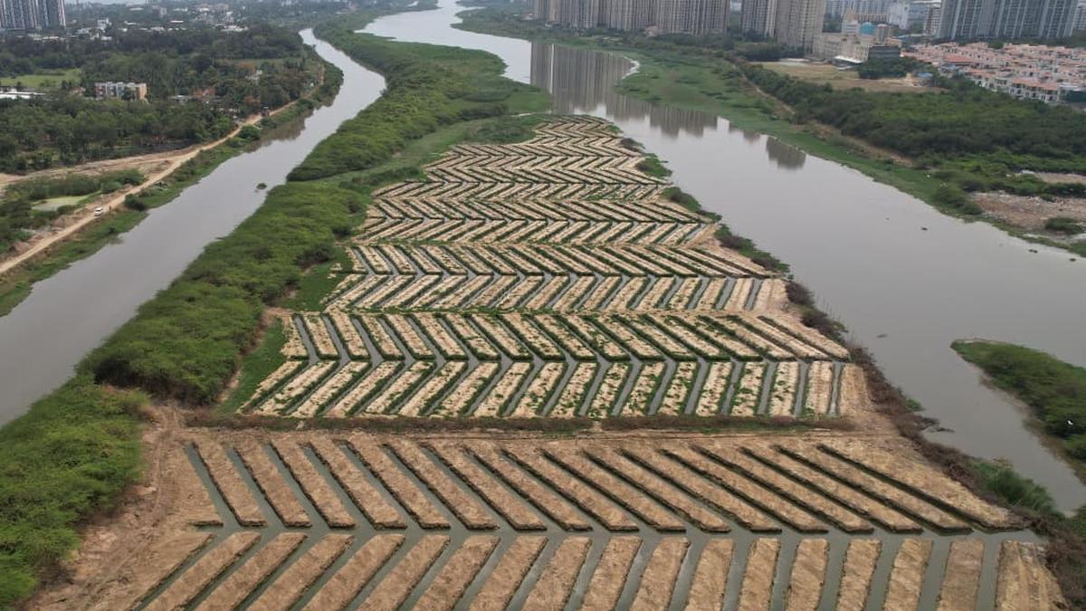 T.N. forest department plants 20,000 mangrove seedlings along Buckingham canal - The Hindu by Authors