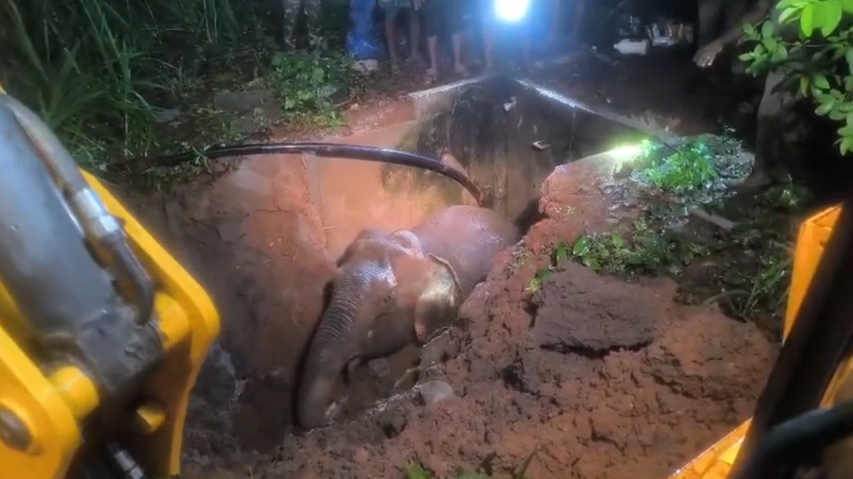 Elephant calf rescued after falling into water tank near Anthiyur in T.N.