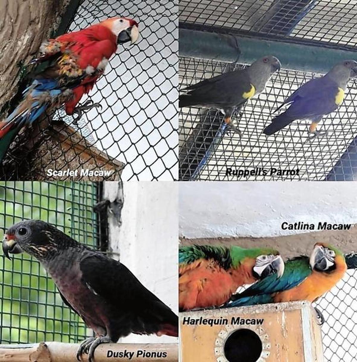 Seven species of birds added to zoo The Hindu