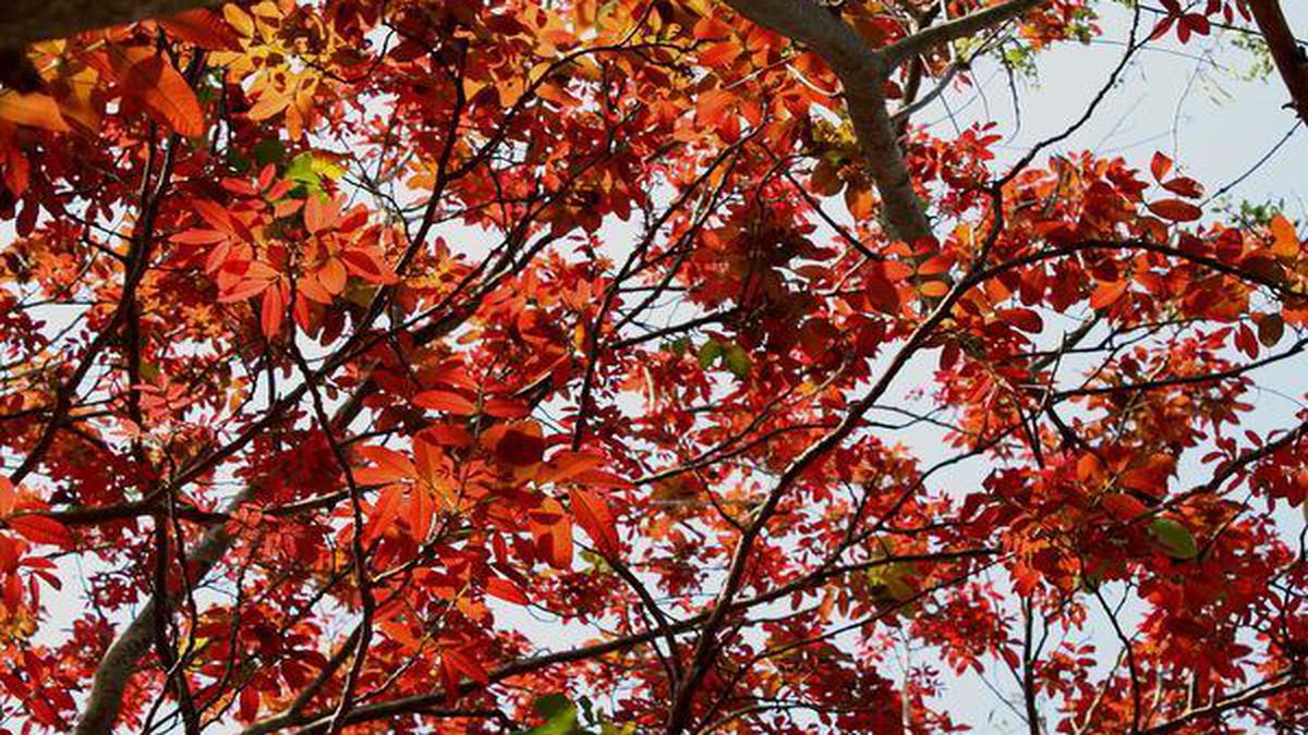 How autumn colours dress Chennai round the year - The Hindu