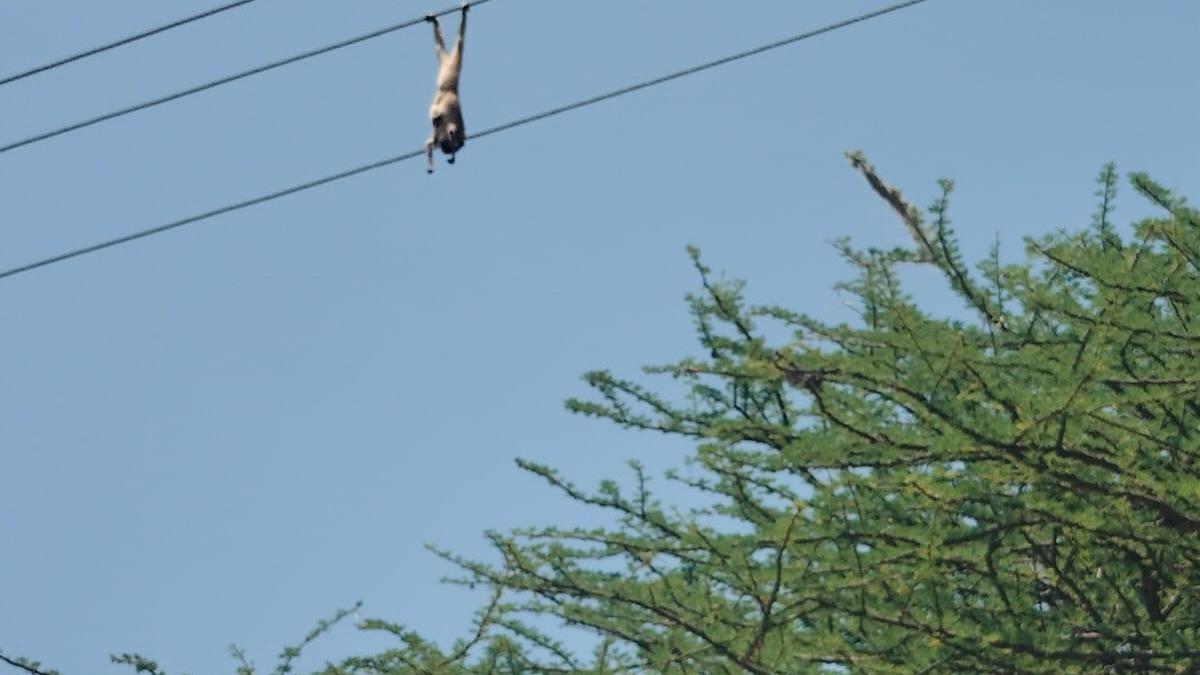 Slender loris electrocuted on power line near Dindigul
