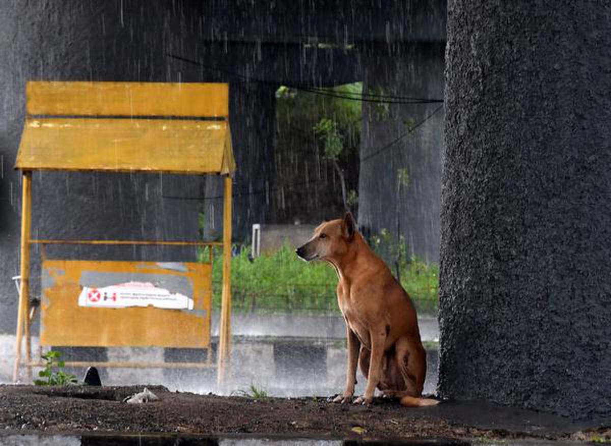 Chennai Rains: How to keep stray animals and pets safe - The Hindu