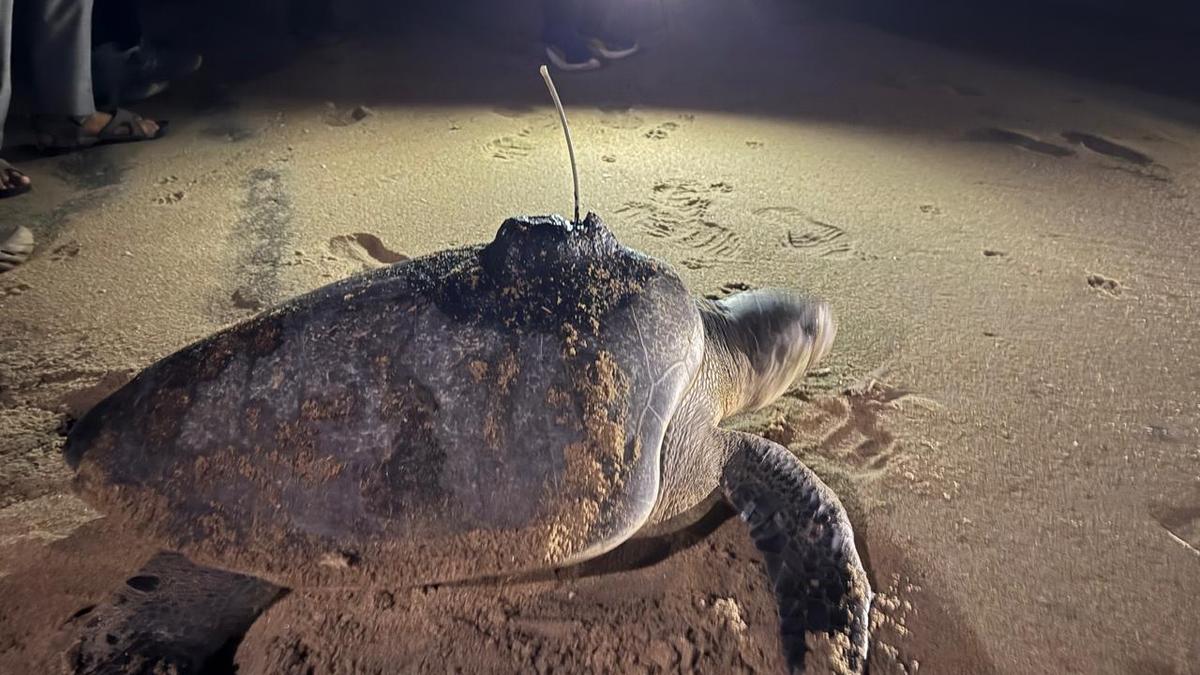 First Olive Ridley turtle satellite-tagged in Chennai for radio telemetry study
