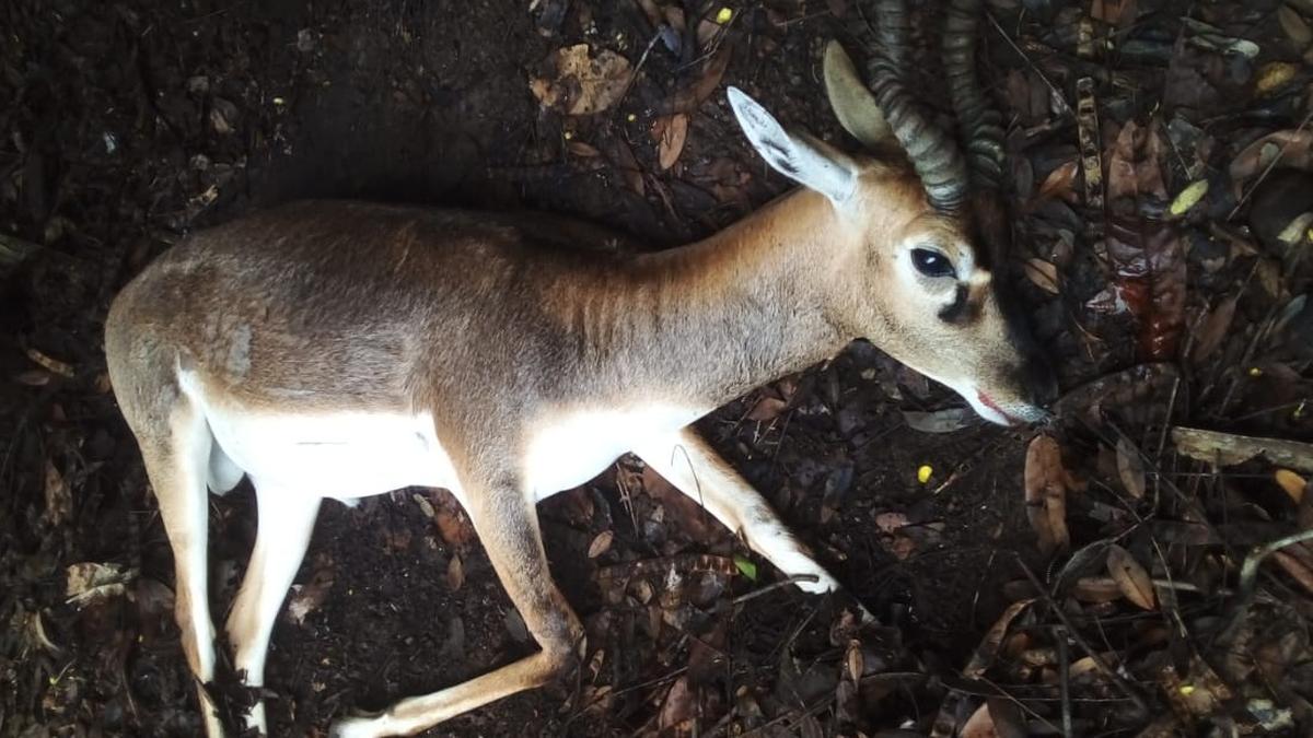 Second blackbuck killed in three weeks on IIT-M campus