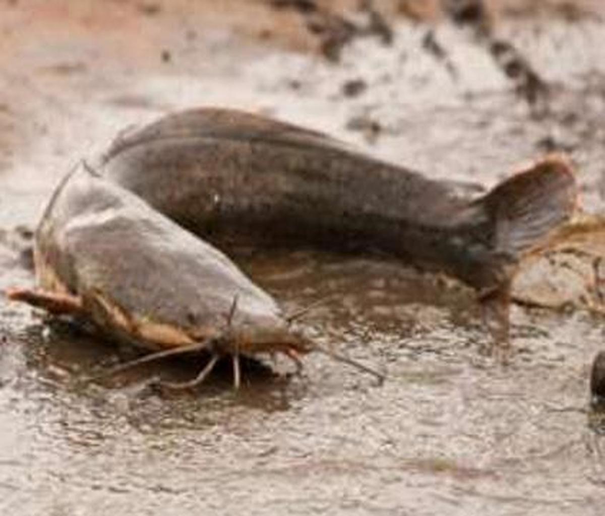 Action to be taken against those rearing African catfish The Hindu