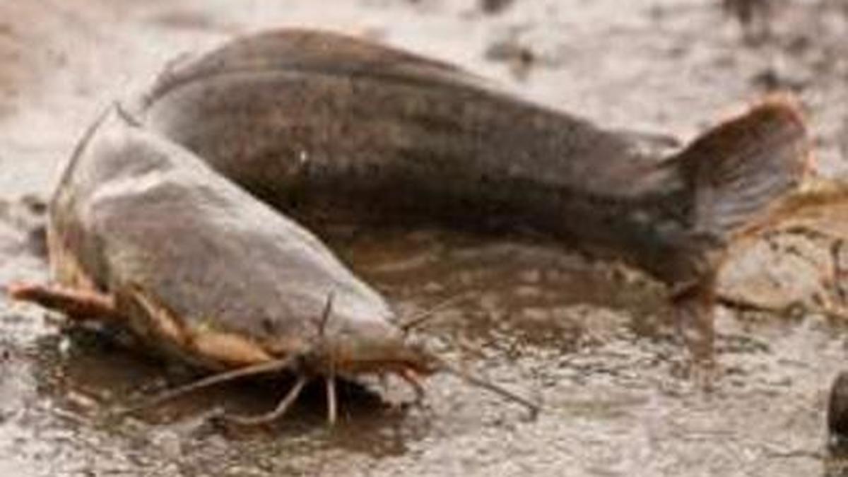 Action to be taken against those rearing African catfish The Hindu