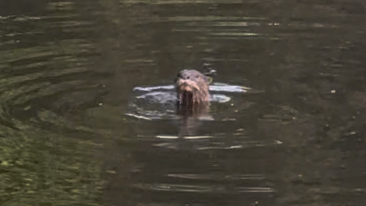 Rare sight of otter in Adyar River near city eco-park