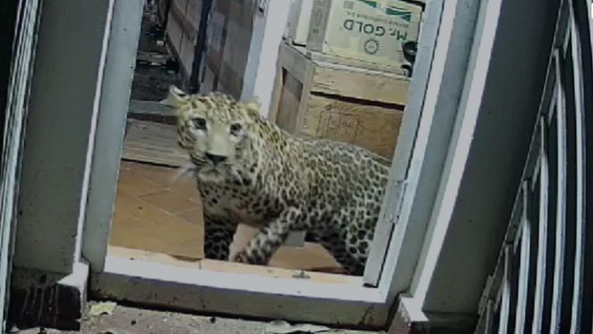 Leopard stuck inside Coonoor house finds its way back into reserve forest