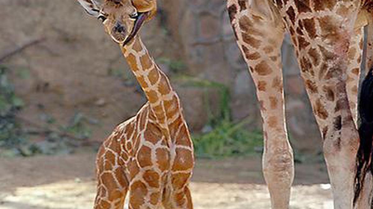 Delhi goes looking for giraffes in Thailand zoos - The Hindu