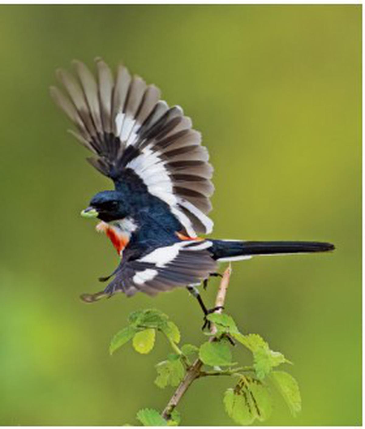 5% of birds in India are endemic: ZSI